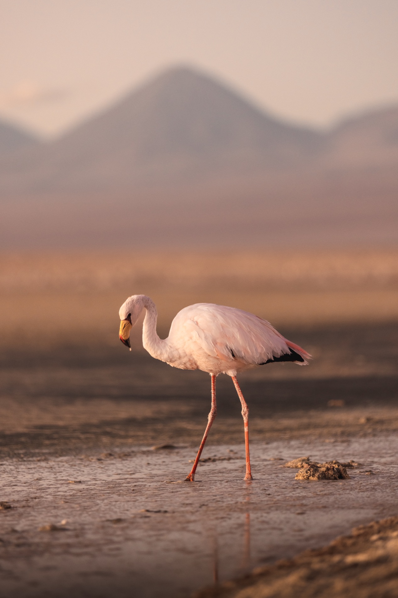 Flamingo na luz dourada da Laguna Chaxa